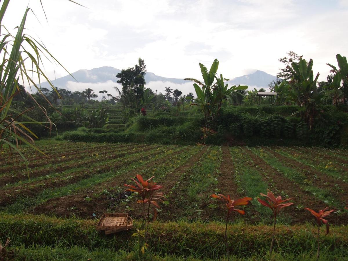 Tetebatu Mountain View Homestay Exterior foto